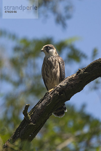 Rotfußfalke (Falco vespertinus)  Jungvogel