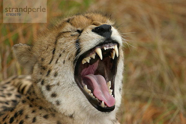 Gepard (Acinonyx jubatus)  Porträt  Männchen beim Gähnen  Sabi Sand Game Reserve  Südafrika  Afrika