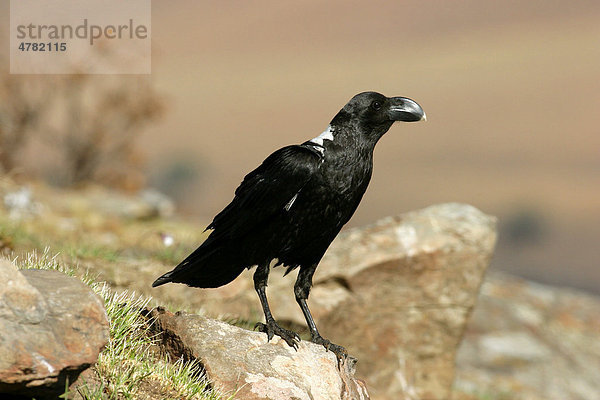 Geierrabe (Corvus albicollis)  Altvogel auf Felsen  Giant's Castle  Südafrika