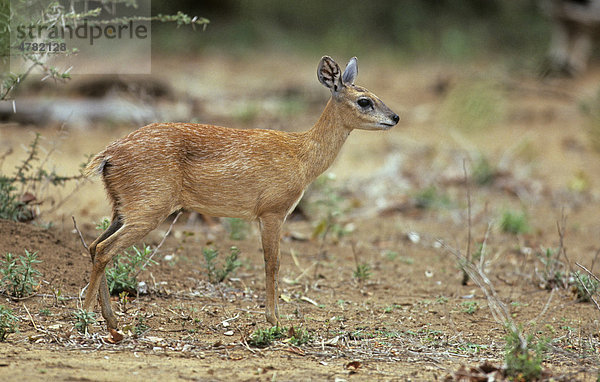 Sharpe-Greisbock (Raphicerus sharpei)  Weibchen  Alttier im Stand  Krüger-Nationalpark  Mpumalanga  Südafrika  Afrika