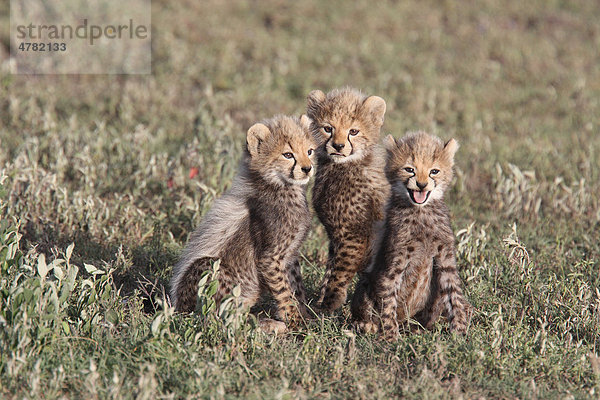Drei Geparden (Acinonyx jubatus)  vier bis sechs Wochen alte Jungtiere  sitzen im Gras  eines rufend  Nduthu  Serengeti  Tansania  Afrika