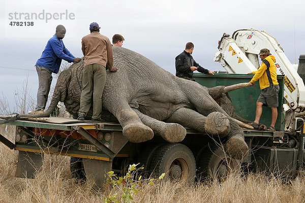Afrikanischer Elefant (Loxodonta africana)  Bulle wird zur Umsiedlung auf einen LKW geladen  Sabi Sand Game Reserve  Südafrika  Afrika