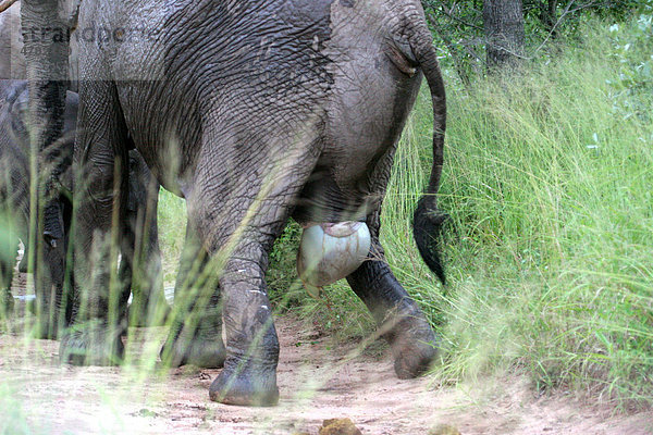 Afrikanischer Elefant (Loxodonta africana)  Weibchen  Geburt  Kalb  Sabi Sand Game Reserve  Südafrika  Afrika