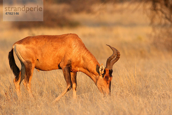 Kuhantilope (Alcephalus buselaphus)  grasendes Alttier  Vaalbos National Park  Südafrika  Afrika