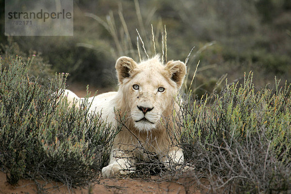 Löwe (Panthera leo)  weißer Löwe  12 Monate altes Männchen ruht  Sanbona Game Reserve  Südafrika  Afrika