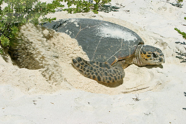 Echte Karettschildkröte (Eretmochelys imbricata)  streicht Sand über Nest  Bird Island  Seychellen  Indischer Ozean