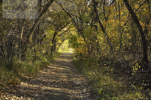 Waldweg im Herbst  Sheyenne National Forest  North Dakota  USA