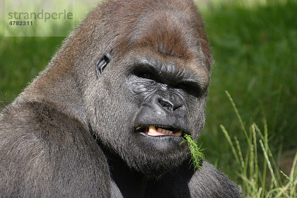 Westlicher Flachlandgorilla (Gorilla gorilla gorilla)  ausgewachsenes Männchen  Silberrücken  zeigt Zähne beim Essen  in Gefangenschaft