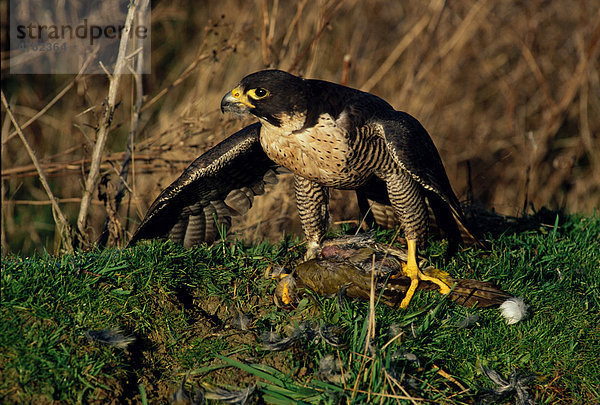 Wanderfalke (Falco peregrinus)  steht auf erbeutetem Grünspecht