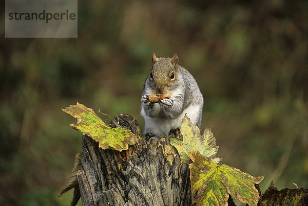Grauhörnchen (Sciurus carolinensis)  auf Baumstumpf beim Fressen einer Haselnuss