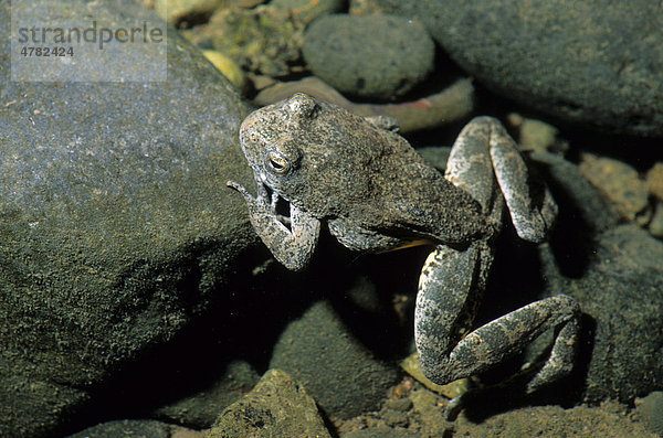 Foothill Yellow-legged Frog  Frosch-Unterart (Rana boylii)  Alttier im Wasser  Oregon  USA  Nordamerika