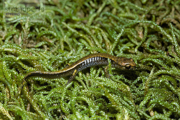 Salamander-Art (Plethodon vehiculum)  Moos  Washington  USA  Amerika