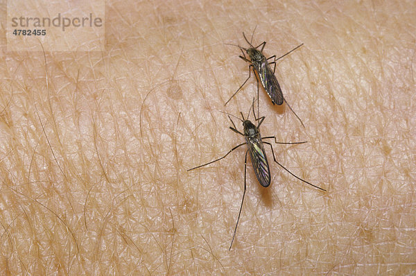 Stechmücken oder Moskitos (Aedes)  zwei Moskitos auf menschlicher Haut beim Beißen  Michigan  USA  Nordamerika