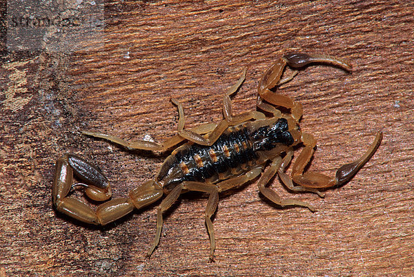 Dunkler Honduras-Skorpion (Centruroides gracilis)  Alttier  Texas  USA  Nordamerika