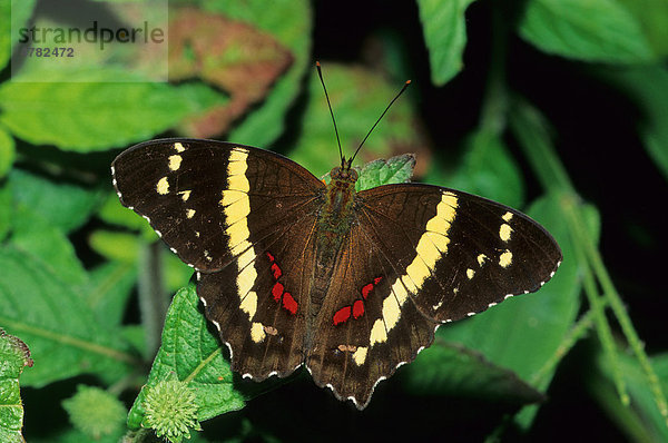 Fatima Schmetterling (Anartia Fatima)  Costa Rica  Zentralamerika
