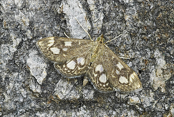 Pyralid Moth (Phlyctaenia coronata)  adult resting on tree bark