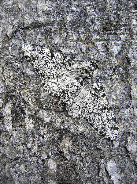 Birkenspanner (Biston betularia)  Alttier auf Baumstamm  getarnt