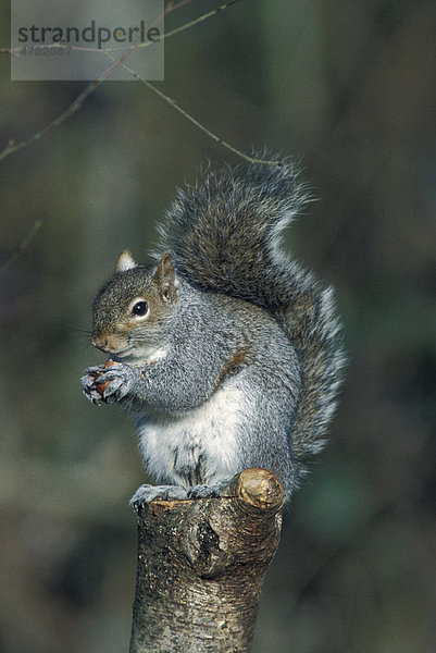 Grauhörnchen (Sciurus carolinensis)  sitzt auf Baumstumpf und frisst