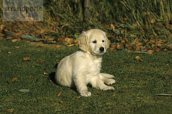 Golden Retriever puppy  seven weeks  sitting on grass