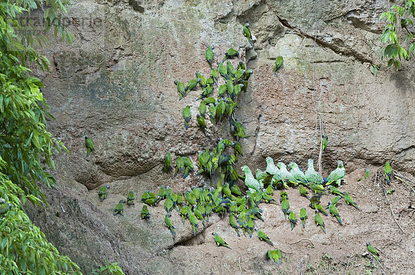 Braunkopfsittiche (Aratinga weddellii) und Mülleramazonen (Amazona farinosa)  Schwarm  beim Lehm lecken  Napo River Rainforest  Regenwald  Amazonas  Ecuador  Südamerika