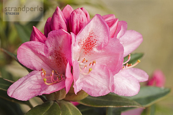Rhododendron (Rhododendron ponticum)  Graziella  Blüte  Yorkshire  England  Großbritannien  Europa