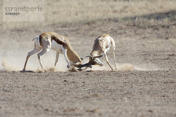Springböcke (Antidorcas marsupialis)  zwei kämpfende Männchen  Revierverhalten  Kalahari  Südafrika  Afrika