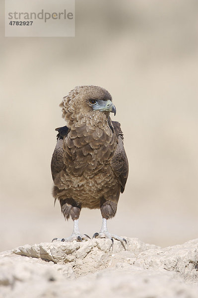 Gaukler (Terathopius ecaudatus)  Jungvogel  auf einem Felsen  Kalahari  Südafrika  Afrika
