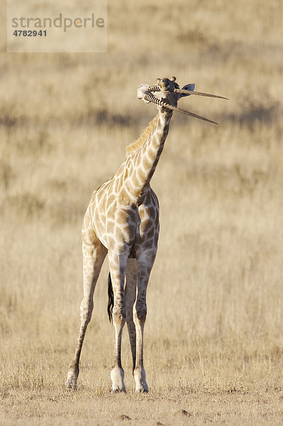 Giraffe (Giraffa camelopardalis)  kaut auf einem Spießbock-Schädel um den Bedarf an essentiellen Mineralien während der Trockenzeit zudecken  Kalahari  Südafrika  Afrika