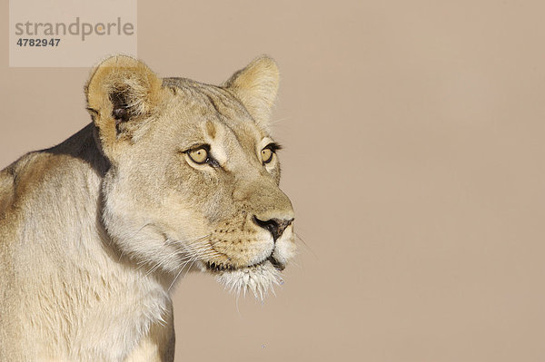 Löwe (Panthera leo)  Weibchen  Porträt  mit nassem Maul nach Trinken  Kalahari  Südafrika  Afrika