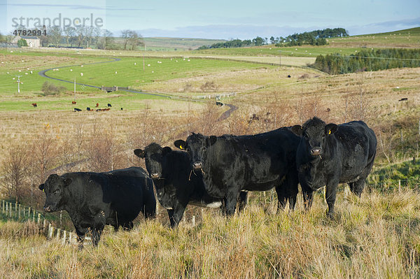Hausrinder (Bos primigenius taurus)  Aberdeen Angus Herde  Färsen und Bullen auf der Weide  Northumberland  England  Großbritannien  Europa