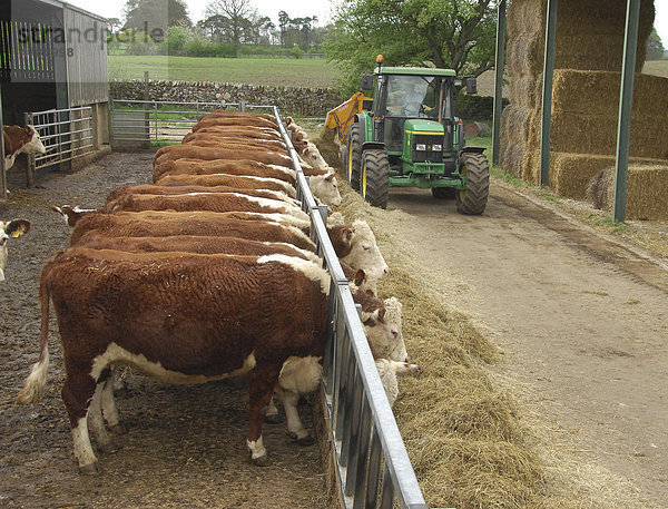 Hausrinder (Bos primigenius taurus)  Hereford-Rind  Herde  Mutterkühe fressen Silofutter am Fressgitter  Traktor lädt Silofutter ab  England  Großbritannien  Europa