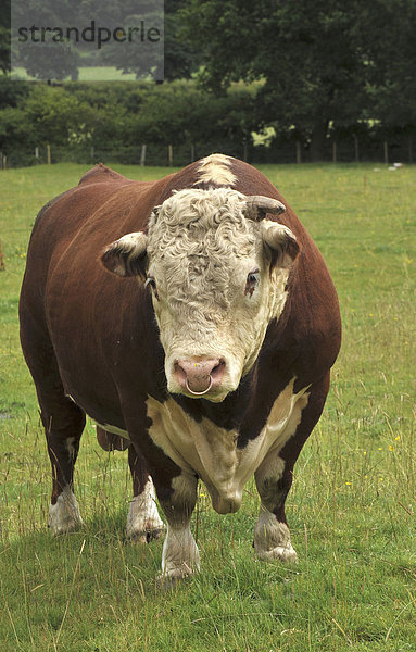 Hausrind (Bos primigenius taurus)  traditionelles Hereford-Rind  Bulle auf der Weide  Cheshire  England  Großbritannien  Europa