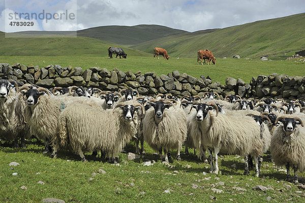 Hausschafe (Ovis aries)  Scottish Blackface Mutterschafe  Herde auf der Weide  dahinter weidende Rinder  Moffat  Borders  Schottland  Großbritannien  Europa