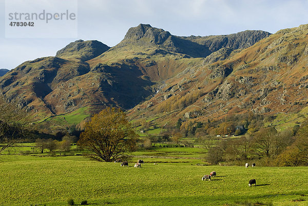 Blick auf Hügel  Hochland  und auf grasende Schafe auf der Weide  Great Langdale  Lake District  Cumbria  England  Großbritannien  Europa