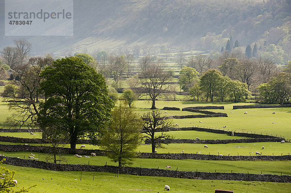 Blick auf Weiden mit Trockenmauern  Steinmauern  Bäume und grasende Schafe  Weide  Buckden  North Yorkshire  England  Großbritannien  Europa