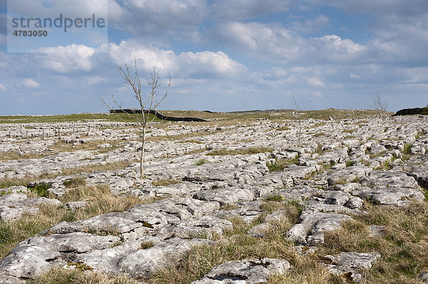 Bodenbelag aus Kalkstein  natürlicher Karst aus flachen  freiliegenden Kalksteinen  Malham  North Yorkshire  England  Großbritannien  Europa