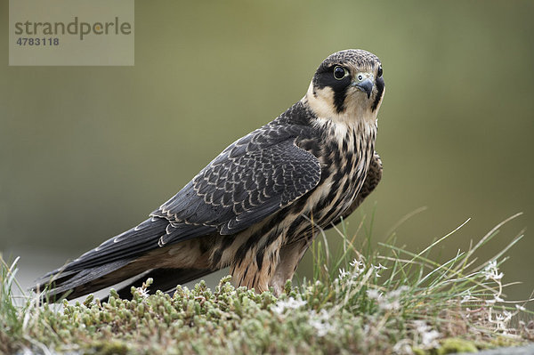 Baumfalke (Falco subbuteo)  Altvogel auf grasbedeckter Trockenmauer  Wales  Großbritannien  Europa