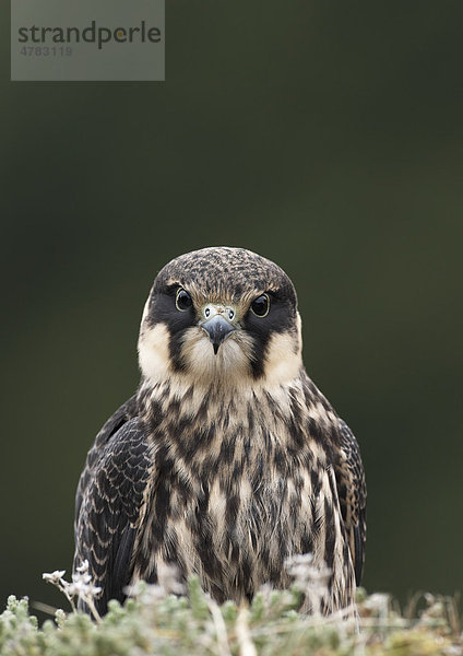 Baumfalke (Falco subbuteo)  Altvogel schaut hinter einer grasbewachsenen Böschung hervor  Wales  Großbritannien  Europa