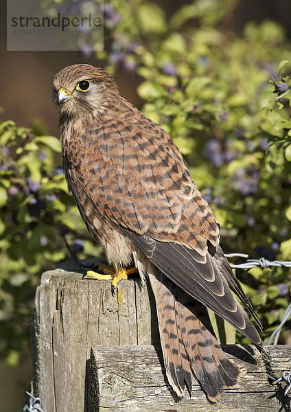 Turmfalke (Falco tinnunculus)  Weibchen auf Zaunpfahl  Schwarzdorn mit Schehen hinten  Wales  Großbritannien  Europa