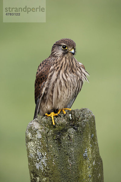 Turmfalke (Falco tinnunculus)  Weibchen auf Zaunpfahl  Wales  Großbritannien  Europa