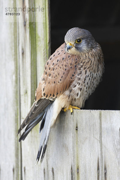 Turmfalke (Falco tinnunculus)  Altvogel  Männchen  auf Stalltür  Wales  Großbritannien  Europa