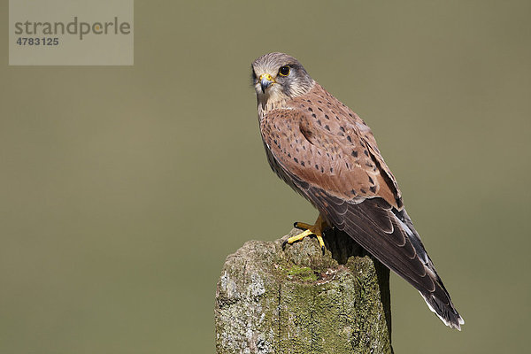 Turmfalke (Falco tinnunculus)  unreifes Männchen auf Zaunpfahl  Wales  Großbritannien  Europa