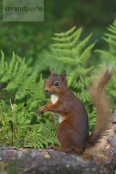 Eichhörnchen (Sciurus vulgaris)  Alttier im Sommerfell sitzt auf gefallenen Ast  Borders  Schottland  Großbritannien  Europa