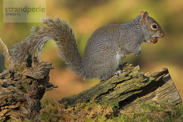 Grauhörnchen (Sciurus carolinensis) sitzt auf einem Baumstumpf und frisst eine Haselnuss  Borders  Schottland  Großbritannien  Europa