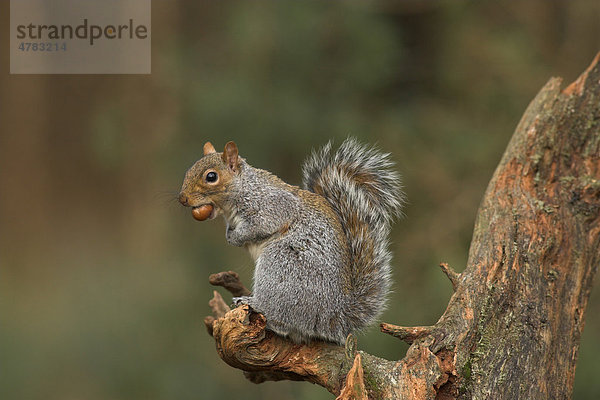Grauhörnchen (Sciurus carolinensis) sitzt auf einem Baumstumpf und frisst eine Haselnuss  Borders  Schottland  Großbritannien  Europa