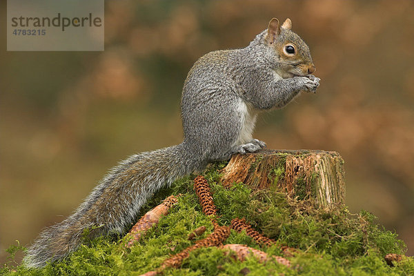 Grauhörnchen (Sciurus carolinensis) sitzt auf einem Baumstumpf und frisst eine Haselnuss  herabgefallene Fichtenzapfen  Borders  Schottland  Großbritannien  Europa