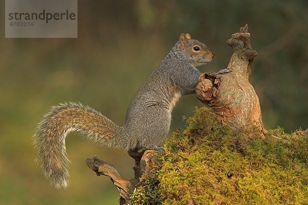 Grauhörnchen (Sciurus carolinensis) auf moosbedecktem Baumstumpf  Borders  Schottland  Großbritannien  Europa