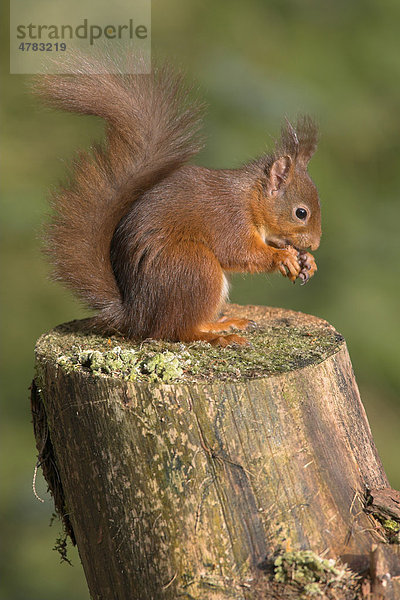 Eichhörnchen (Sciurus vulgaris)  fressendes Alttier  hält Futter  im Nadelwald  Borders  Schottland  Großbritannien  Europa