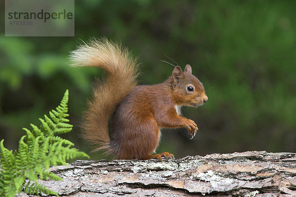 Eichhörnchen (Sciurus vulgaris)  Alttier im Sommerfell sitzt auf Kieferstamm  Borders  Schottland  Großbritannien  Europa