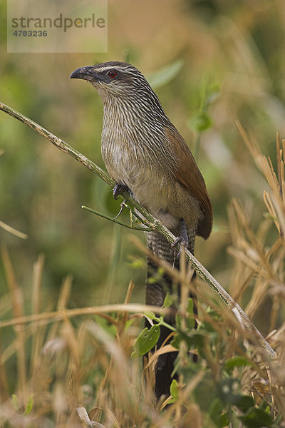 Weißbrauenkuckuck (Centropus superciliosus)  Tsavo  Kenia  Afrika